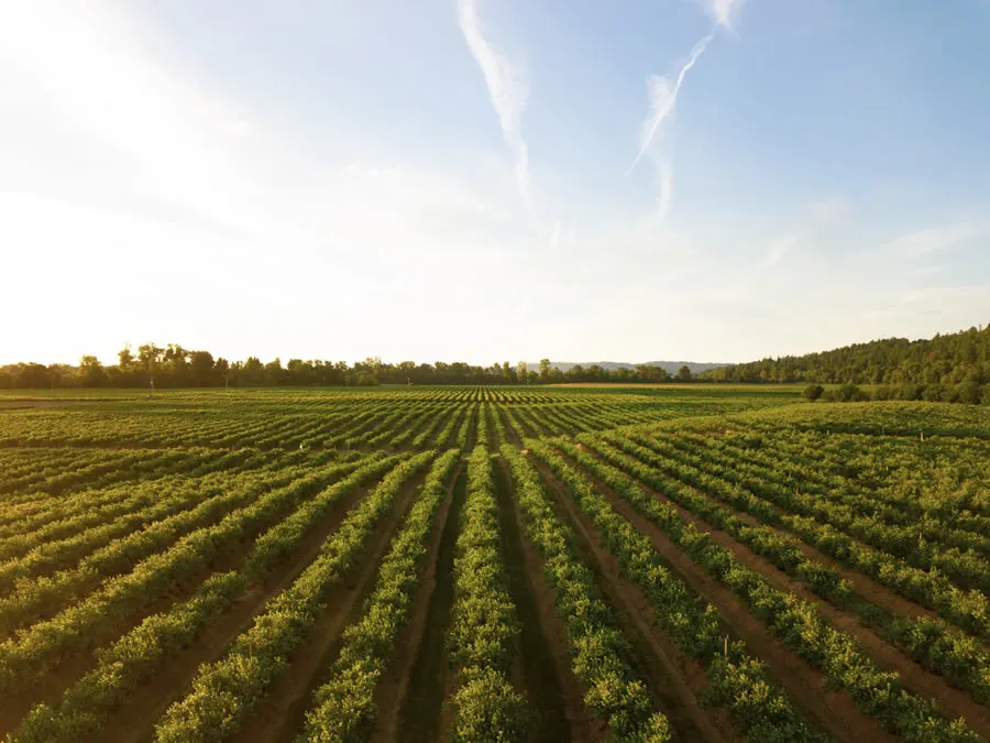 Como usar um caderno de campo na gestão da fazenda (sem complicar)